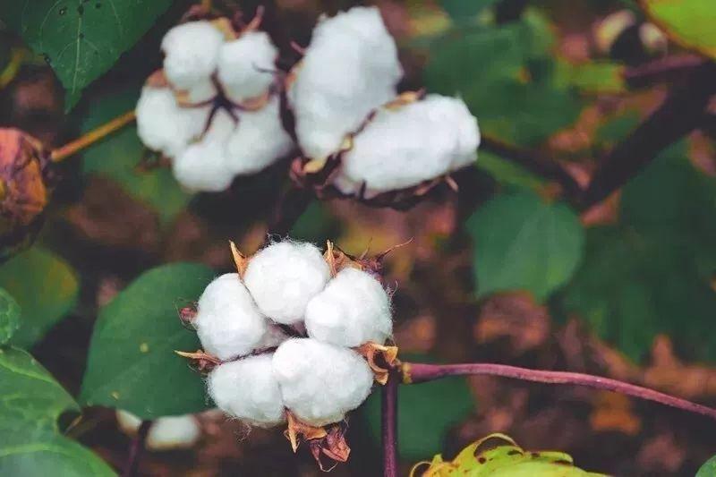 星空·综合体育医纺